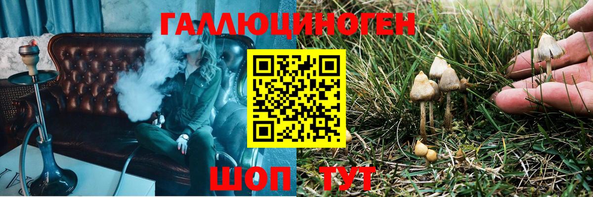 Псилоцибиновые грибы GOLDEN TEACHER  купить наркотики цена  Краснознаменск  Вход с VPN 